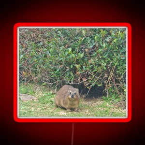 Cute Rock Hyrax Dassie Table Mountain South Africa RGB Neon Sign