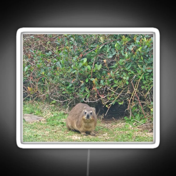 Cute Rock Hyrax Dassie Table Mountain South RGB Neon Sign