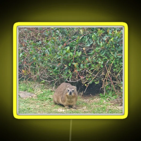Cute Rock Hyrax Dassie Table Mountain South RGB Neon Sign