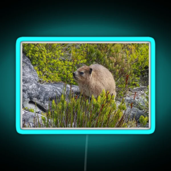 Dassie Hyrax On Top Of Table Mountain South Africa RGB Neon Sign