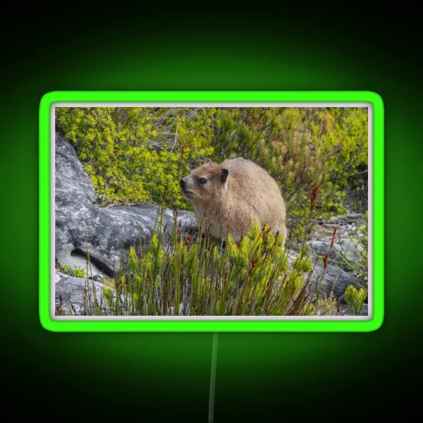 Dassie Hyrax On Top Of Table Mountain South Africa RGB Neon Sign