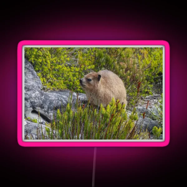 Dassie Hyrax On Top Of Table Mountain South Africa RGB Neon Sign