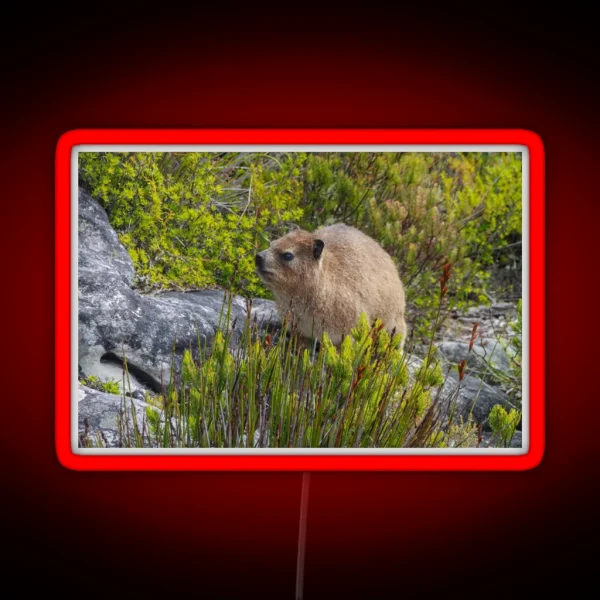 Dassie Hyrax On Top Of Table Mountain South Africa RGB Neon Sign