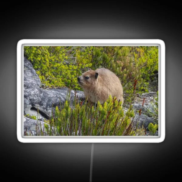 Dassie Hyrax On Top Of Table Mountain South Africa RGB Neon Sign
