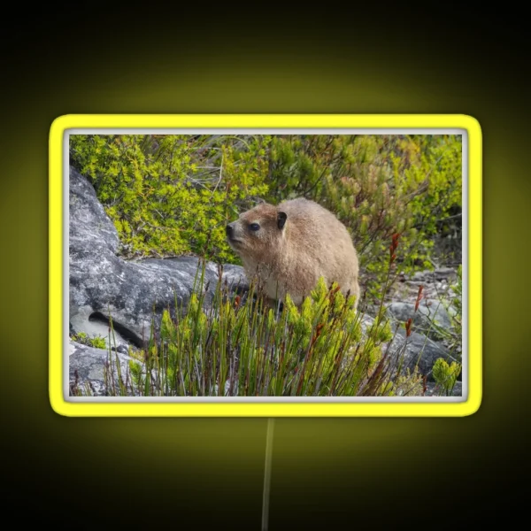 Dassie Hyrax On Top Of Table Mountain South Africa RGB Neon Sign
