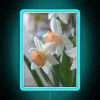 Vibrant Delicate Daffodil Blooms in Colorful RGB Neon Light Sign