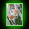 Vibrant RGB Neon Sign Featuring Delicate Daffodil Florals and Spring Vibes
