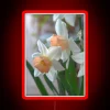 Add vibrant colorful touch with delicate daffodil neon lights glow