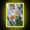 RGB LED decorative neon daffodil flowers indoor signage lighting display