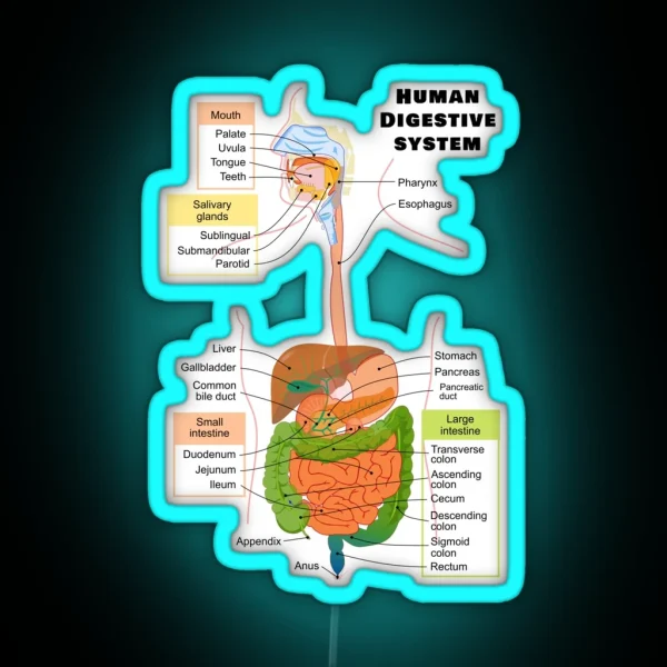 Diagram Of The Human Digestive System RGB Neon Sign