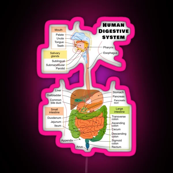 Diagram Of The Human Digestive System RGB Neon Sign