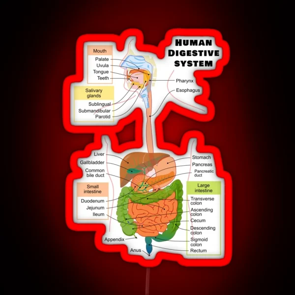 Diagram Of The Human Digestive System RGB Neon Sign