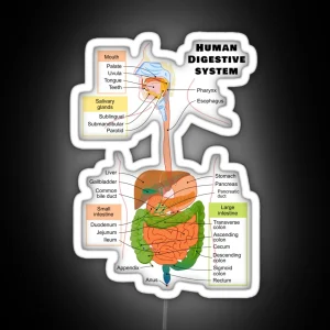 Diagram Of The Human Digestive System RGB Neon Sign