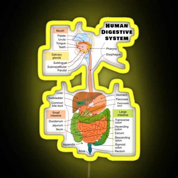 Diagram Of The Human Digestive System RGB Neon Sign