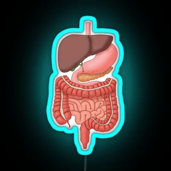Digestive System Organs Medical Illustration RGB Neon Sign