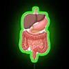 RGB Neon Sign Featuring Illustrated Anatomy of Human Digestive System Organs