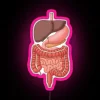 Vibrant Neon Sign of Human Body's Internal Organ Systems Diagram