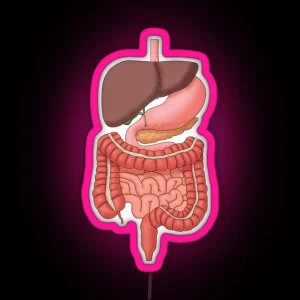 Digestive System Organs Medical Illustration RGB Neon Sign