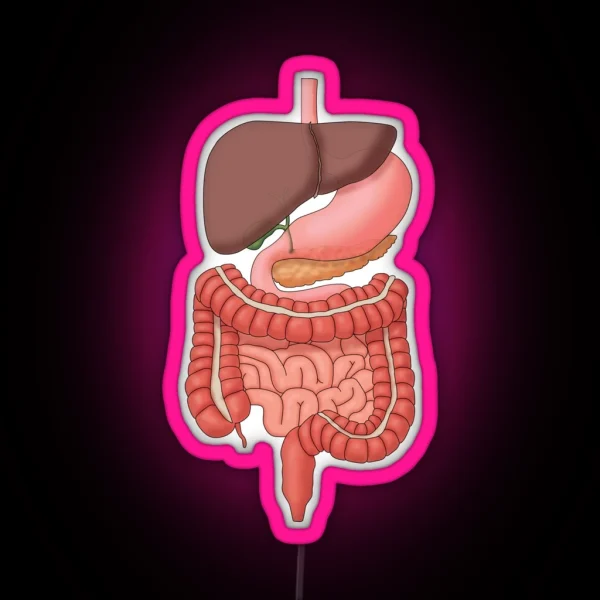 Digestive System Organs Medical Illustration RGB Neon Sign