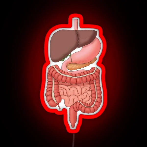 Digestive System Organs Medical Illustration RGB Neon Sign