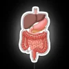 RGB Neon Sign Displaying Human Body Digestive Organ Colorful Anatomy Diagrams