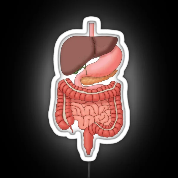 Digestive System Organs Medical Illustration RGB Neon Sign