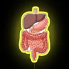 Colorful Neon Sign Depicting Human Digestive Organ Anatomy Diagram
