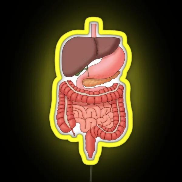 Digestive System Organs Medical Illustration RGB Neon Sign