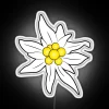 Brightly glowing, vibrant Edelweiss flower neon light decoration for interior.
