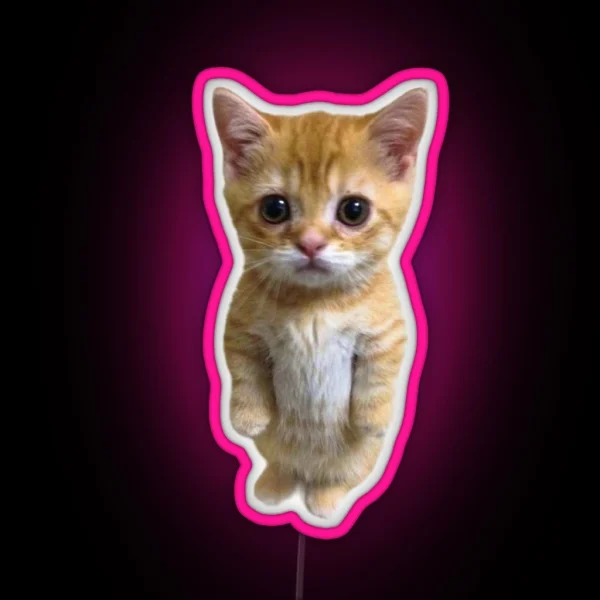 El Gato Kitten Tiktok Meme RGB Neon Sign