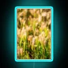 Vibrant neon glow illuminates a natural landscape of false barley.