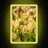 RGB Neon Sign with Barley Themed LED Display Nature Accent