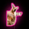 RGB Neon Sign with Funny Australian Kangaroo Quote and Meme Design