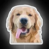 Vibrant dog lover's personalized golden retriever rgb neon wall decor
