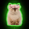 Vibrant cat with grumpy face under colorful neon flower glow.