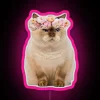 Grumpy cat with colorful flower design on vibrant RGB LED
