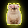 RGB LED neon cat face with grumpy flower petal design