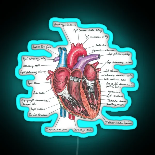 Healthy Heart Heart Anatomy Medical Illustration RGB Neon Sign