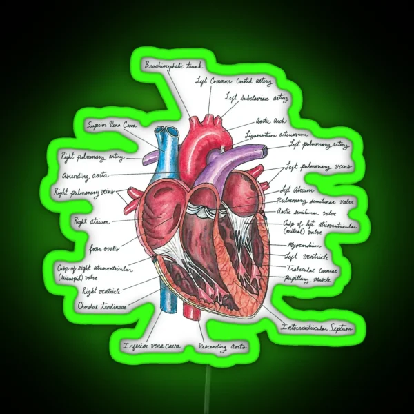 Healthy Heart Heart Anatomy Medical Illustration RGB Neon Sign