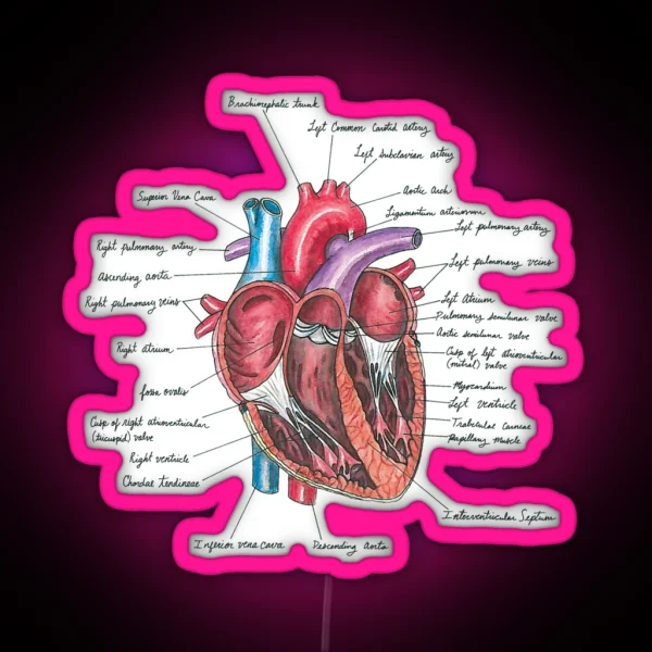 Healthy Heart Heart Anatomy Medical Illustration RGB Neon Sign