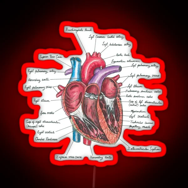Healthy Heart Heart Anatomy Medical Illustration RGB Neon Sign