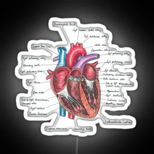 Healthy Heart Heart Anatomy Medical Illustration RGB Neon Sign