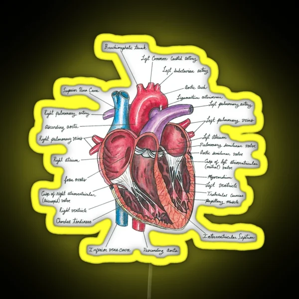 Healthy Heart Heart Anatomy Medical Illustration RGB Neon Sign