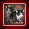 Sarcastic Feline Meme meets Existentialism in Neon RGB Illuminated Portrait