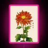 Vibrant Japanese Chrysanthemum orange gold RGB led illuminated digital art display