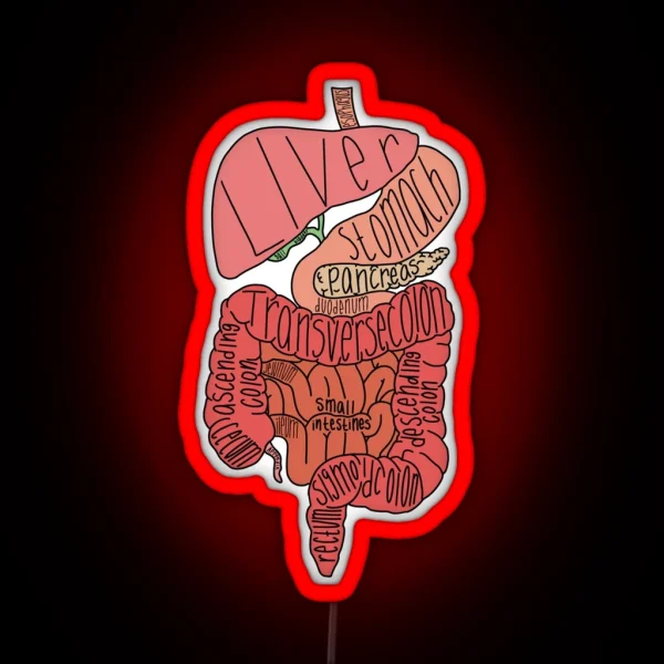 Labeled Intestine Anatomy RGB Neon Sign