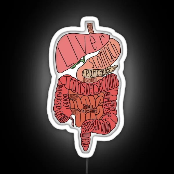 Labeled Intestine Anatomy RGB Neon Sign