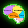 Neon Brain Anatomy Art Decor with Colorful RGB Lighting Accents