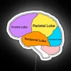 RGB Neon Brain Structure Sign with Diverse Lobes Illumination Design
