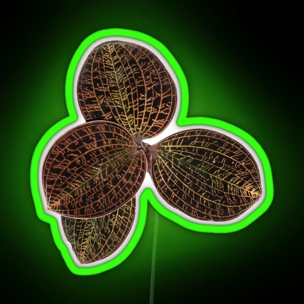 Macodes Lowii Jewel Orchid RGB Neon Sign